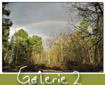 balade_foret_galerie2_1.jpg