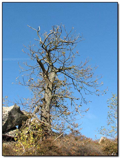 arbre_nu