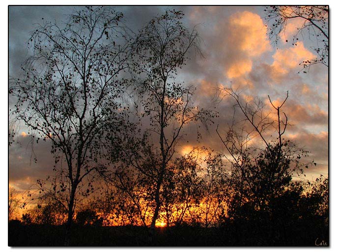 bouleaux_coucher_de_soleil