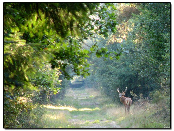 cerf