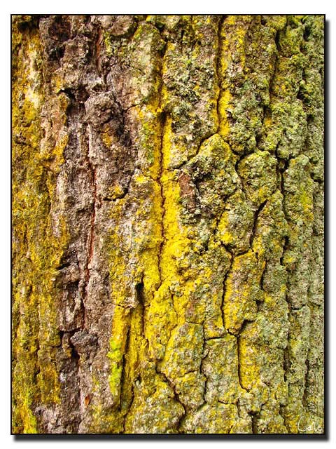 ecorce_jaune