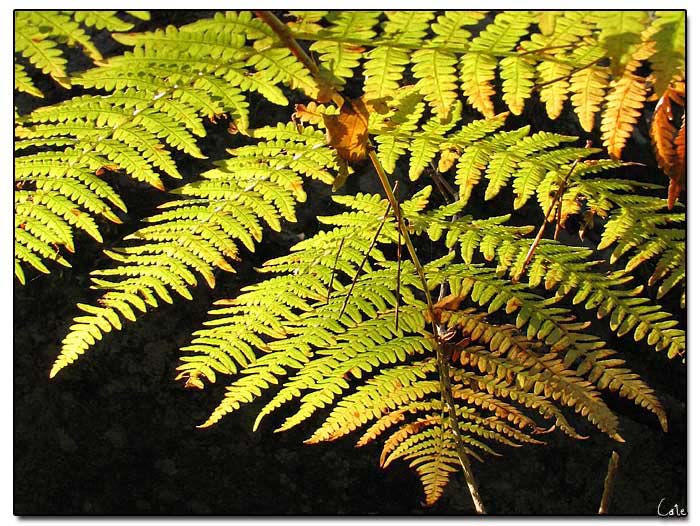 fougere_feuille