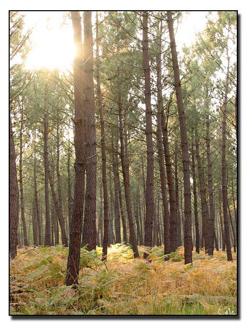 pinede