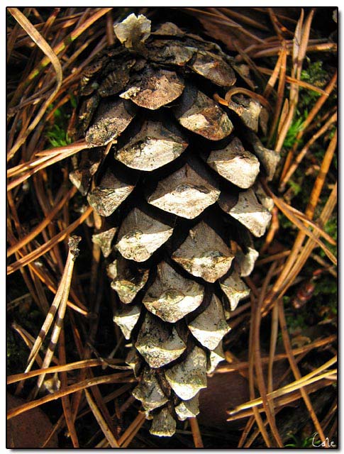 pommedepin