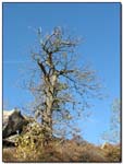 arbre_nu