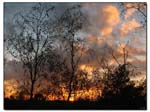bouleaux_coucher_de_soleil