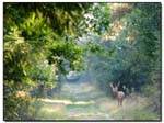 cerf