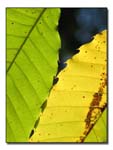 feuilles_coeur