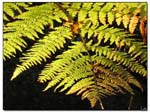 fougere_feuille