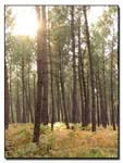 pinede