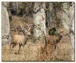 2cerfs