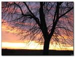 arbre_coucher_de_soleil