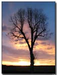 arbre_coucher_de_soleil2