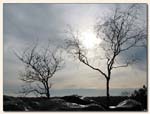 arbres_gel