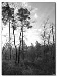 arbres_prairie_nb