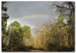 arc_en_ciel_foret