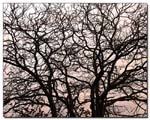 branchage