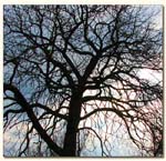 branchage_cj