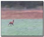 cerf2