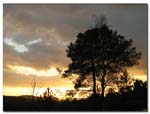 coucher_de_soleil_pins