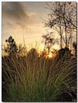 coucher_soleil_herbes