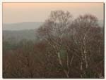 foret_d_hiver