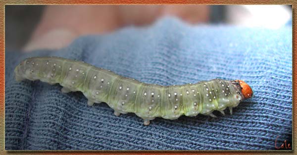 chenille2