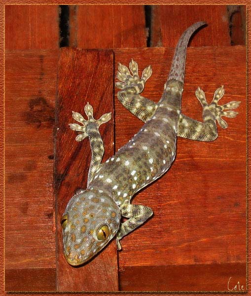 gecko