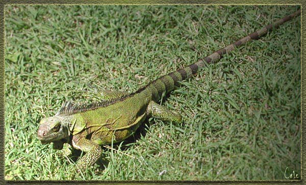 iguane