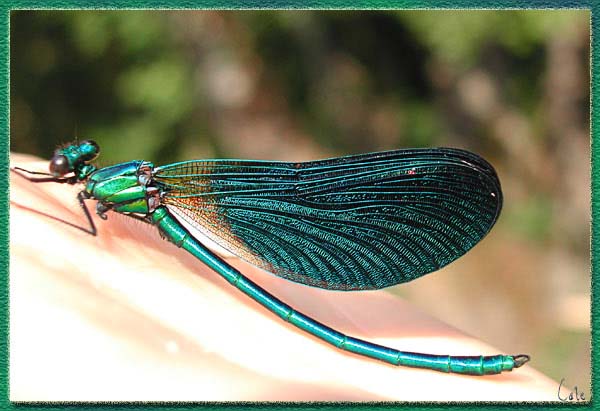 libellulebleue