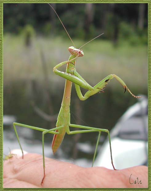 mante2