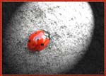 coccinelle1