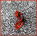 coccinelle2