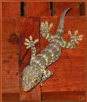 gecko