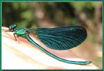 libellulebleue