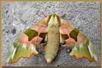 papillondoux