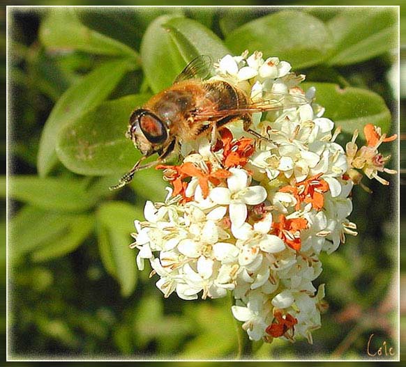 abeille3
