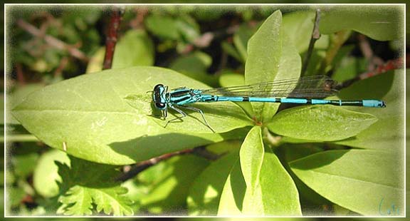 agrion