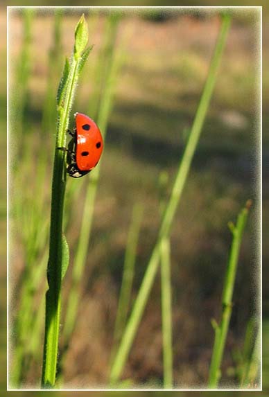 coccinelle