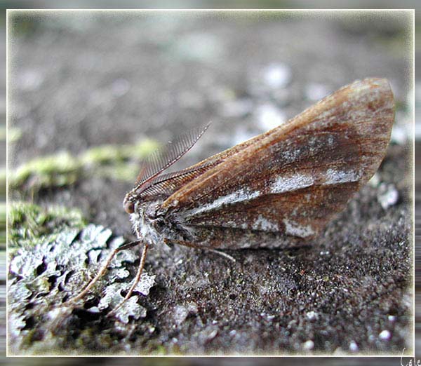 papillon