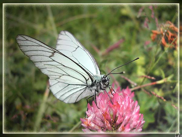 papillon1