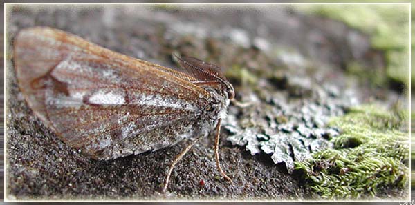 papillon2