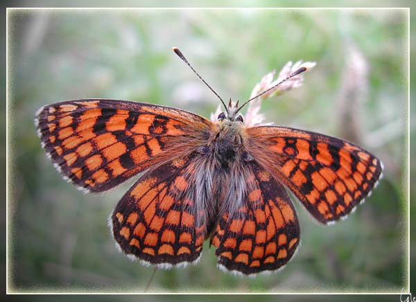 papillon3