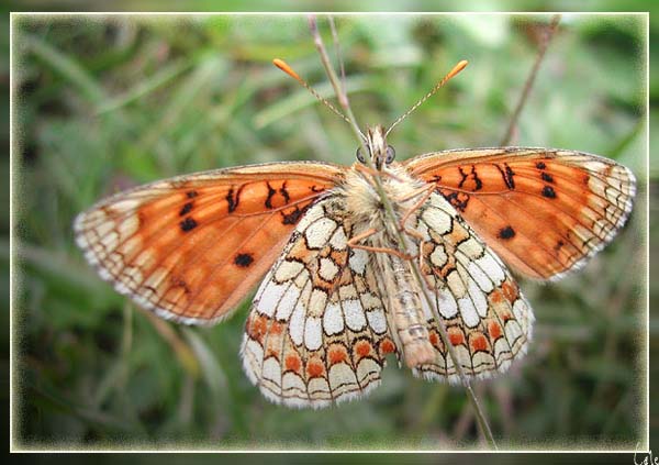 papillon4