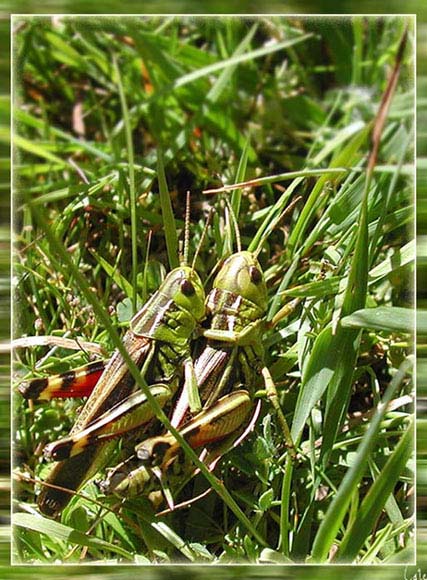 sauterelles