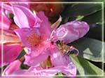abeille1