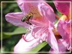 abeille2