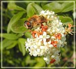 abeille3