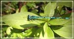 agrion