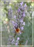 bourdon_lavande